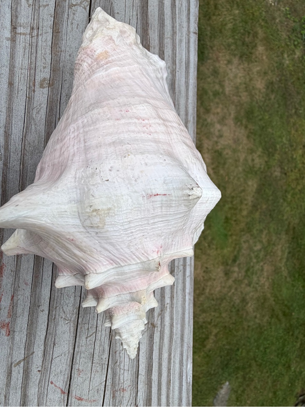 Queen Conch | SeaShell - Picture 8 of 13